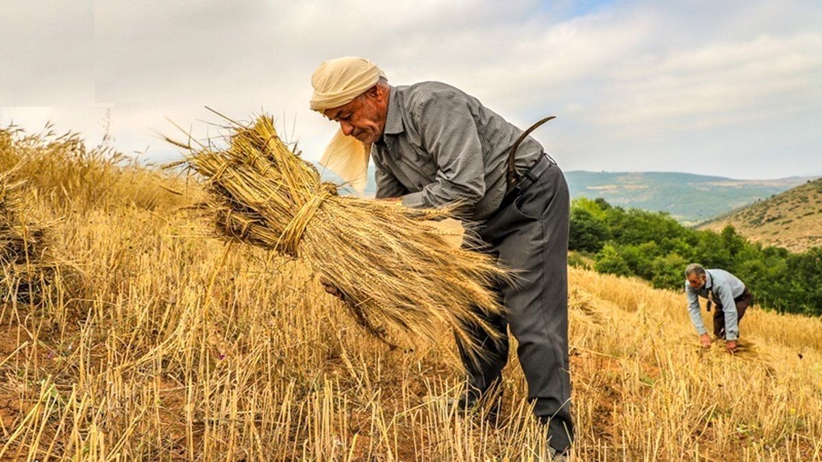 کاهش ۳۰ درصدی ضایعات بخش کشاورزی با اجرای مصوبه الگوی کشت عملیاتی می‌شود