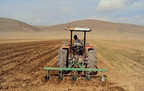 مجری طرح گندم کشور: کشت پاییزه امروز در استانهای سردسیر آغاز می شود