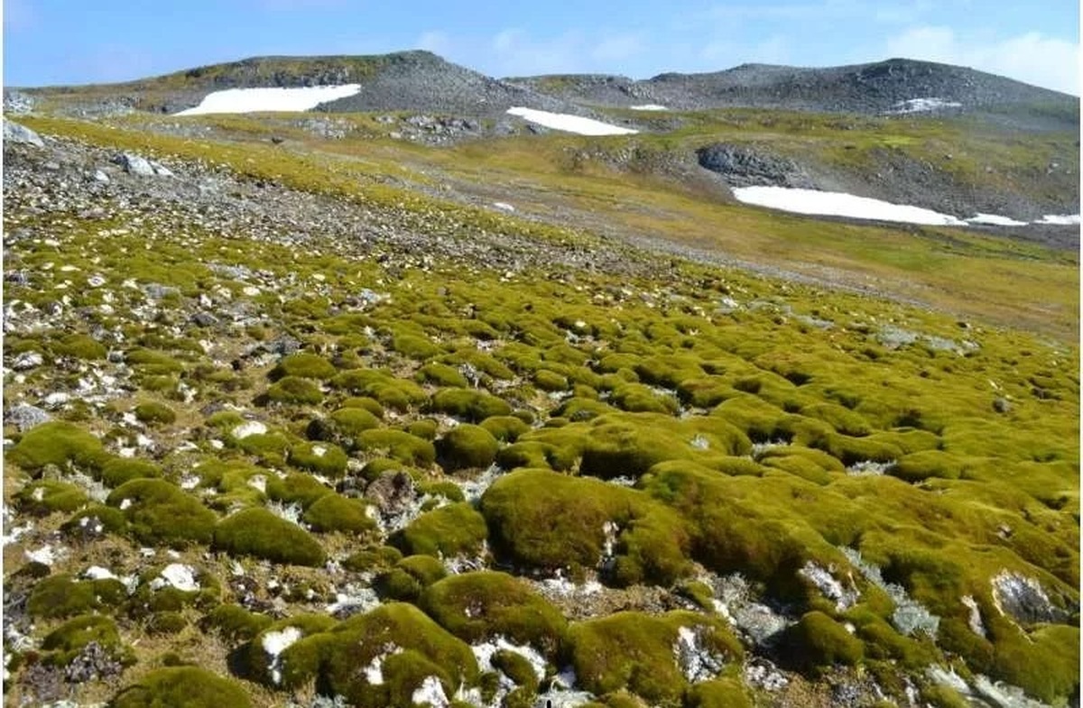 رشد عجیب گیاهان در قطب جنوب + عکس