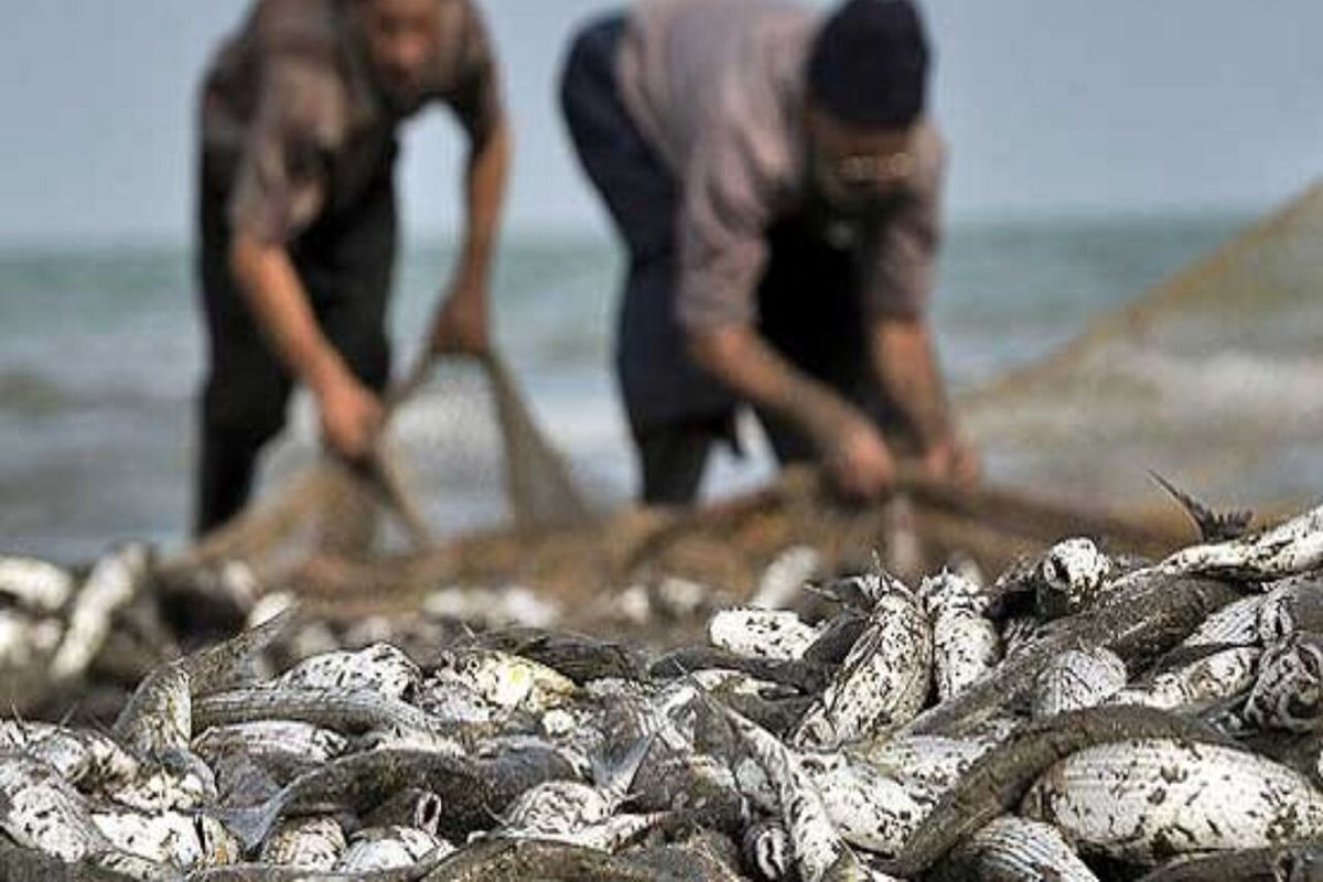 صید ماهیان استخوانی دریای خزر آغاز شد