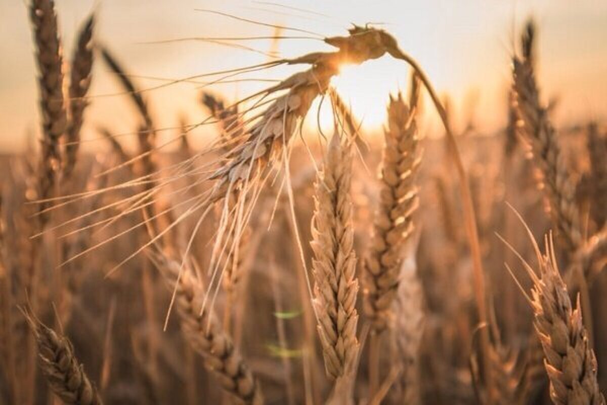 خبر جدید از تسویه مطالبات گندم‌کاران