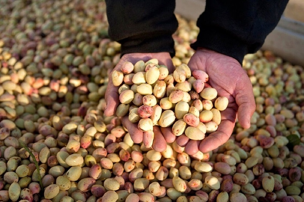 فرصت ۶ ماهه اتحادیه اروپا به ایران برای صادرات پسته قطعی شد