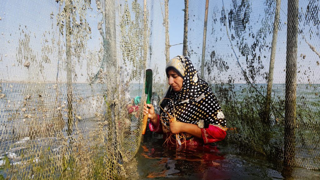 مسیر اصلاح بخش شیلات، توجه به مولفه‌های حکمرانی است