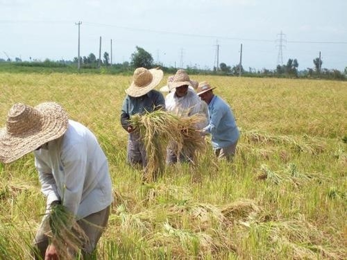 خبر جدید درباره  همسان سازی حقوق بازنشستگان صندوق روستاییان+ جزییات