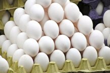 تولید تخم مرغ ۸ درصد افزایش یافت