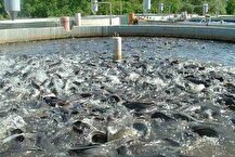 جهش ۸ درصدی ارزآوری محصولات شیلاتی ایران