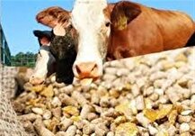 قیمت نهاده‌های دامی ۳ برابر افزایش یافت