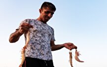 افزایش ۳۷ درصدی تولید میگو/ بوشهر نخستین تولیدکننده میگو کشور