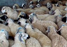 تعداد دام سبک کشور ۷۸۱ هزار رأس افزایش یافت