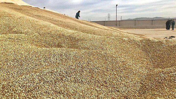 نهاده‌ دامی کشور تا پایان سال تامین است