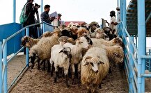 قیمت جدید دام زنده امروز ۱۱ بهمن ۱۴۰۴