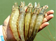 رکوردشکنی تولید میگو و جهش سرمایه‌گذاری در شیلات