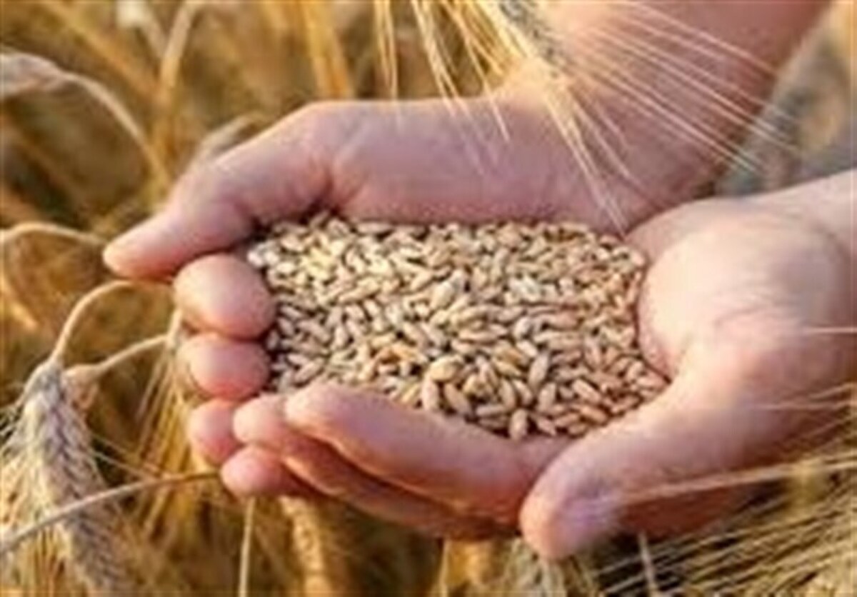 نرخ خرید تضمینی گندم بیشتر از ۴۲ هزار تومان است