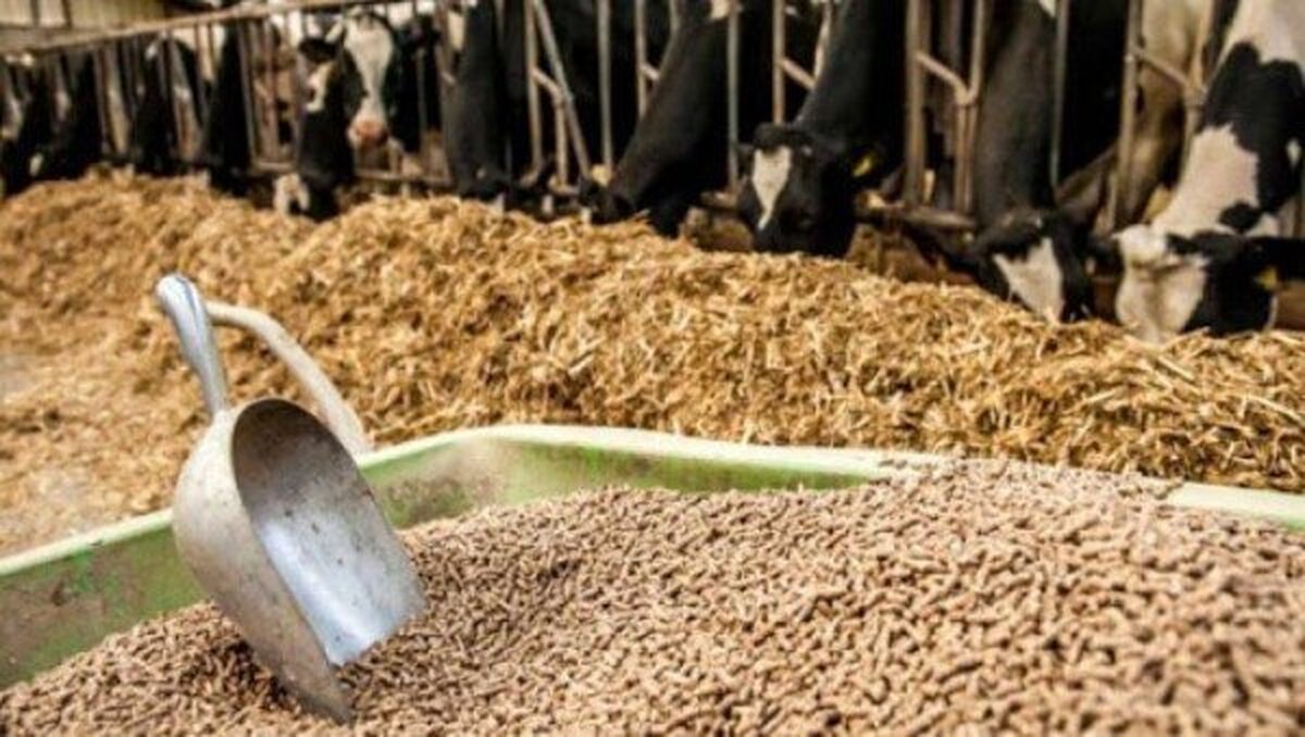 ارز یارانه‌ای موجب فساد در چرخه تامین نهاده دام شد