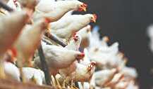 دولت به جای واردات مرغ، ارز نهاده را تامین کند