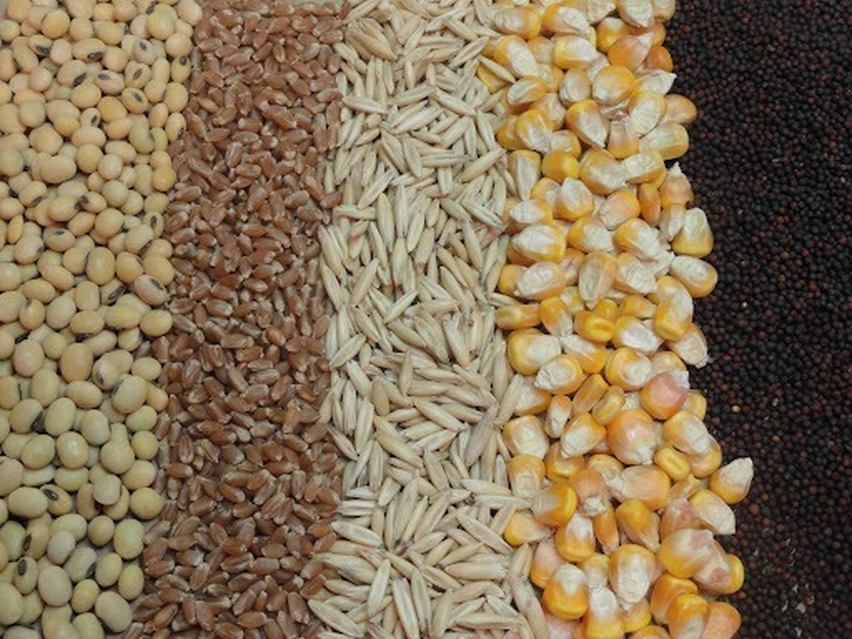 عرضه بیش از ۱۶ میلیون تن نهاده دامی در بازارگاه