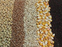 عرضه بیش از ۱۶ میلیون تن نهاده دامی در بازارگاه