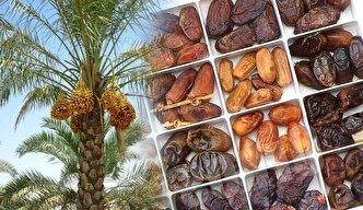 چالش صادرکنندگان پسته و خرما با رتبه‌بندی کارت‌های بازرگانی