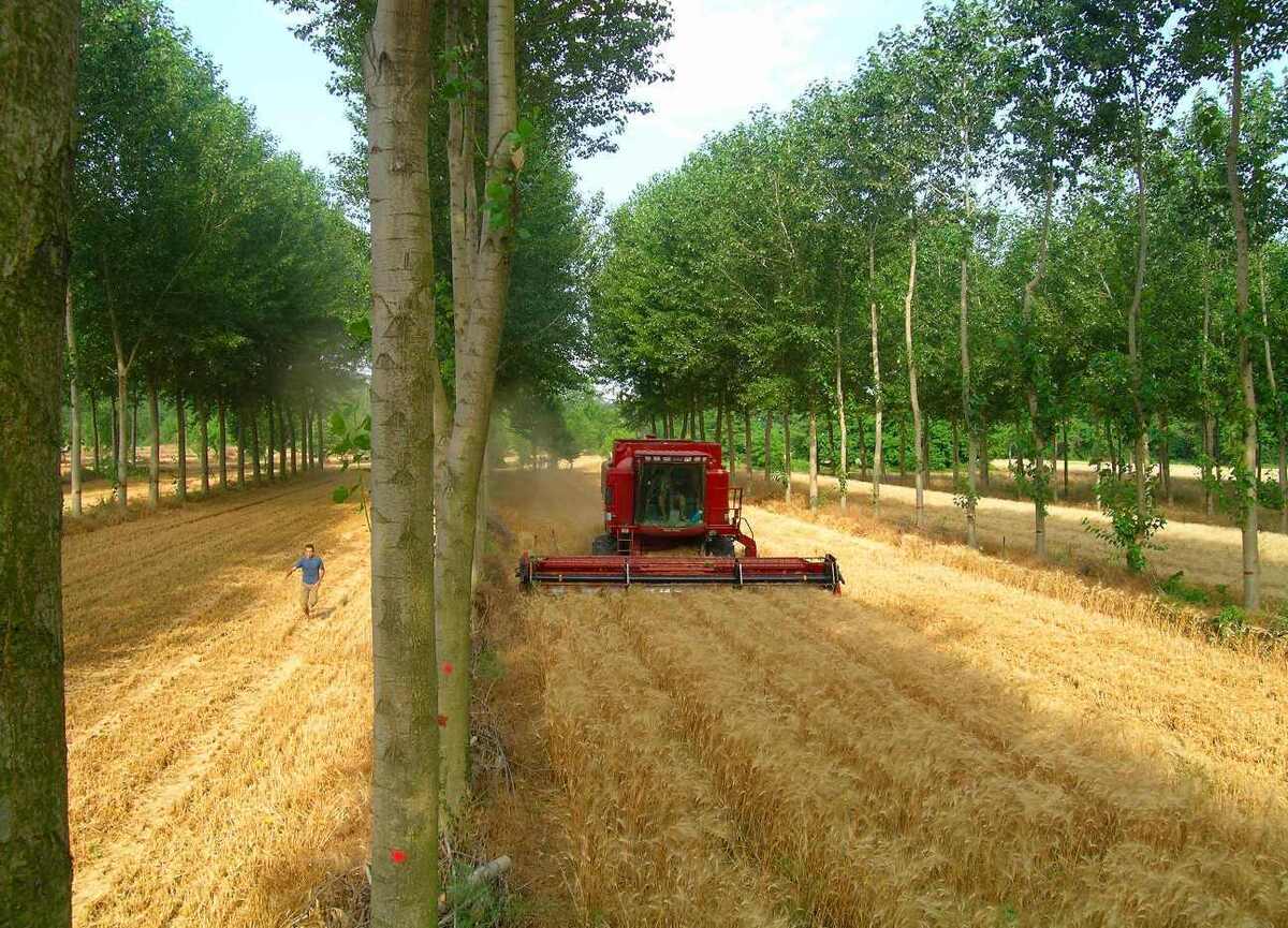 جذب سرمایهگذار با واگذاری زمین برای زراعت چوب و راهاندازی شهرک کشاورزی