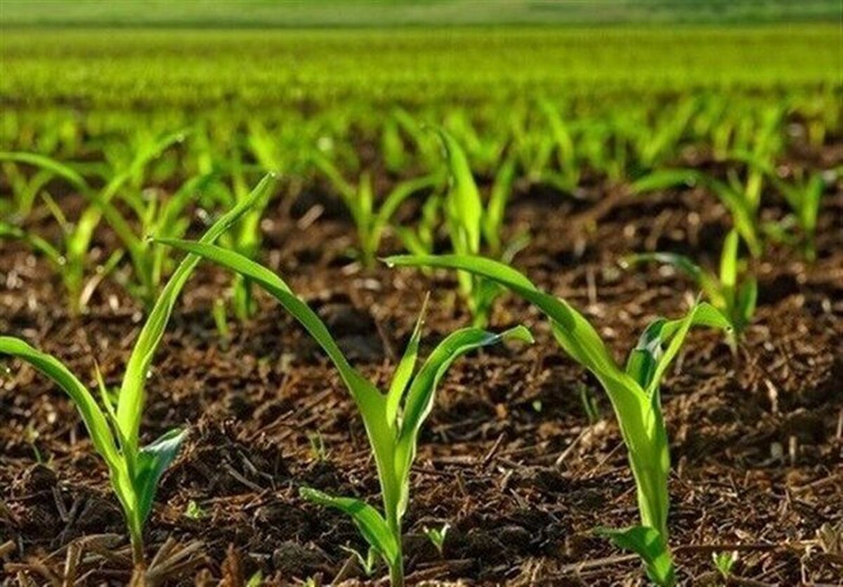 ورود سرمایههای خرد راه حلی برای دستیابی به خودکفایی محصولات اساسی
