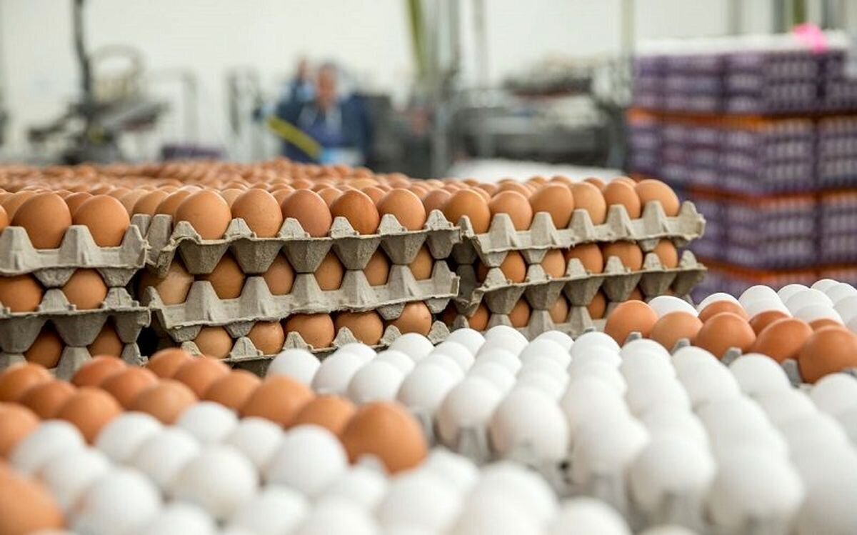 قیمت تخم مرغ درب مرغداری به ۳۰ هزارتومان رسید