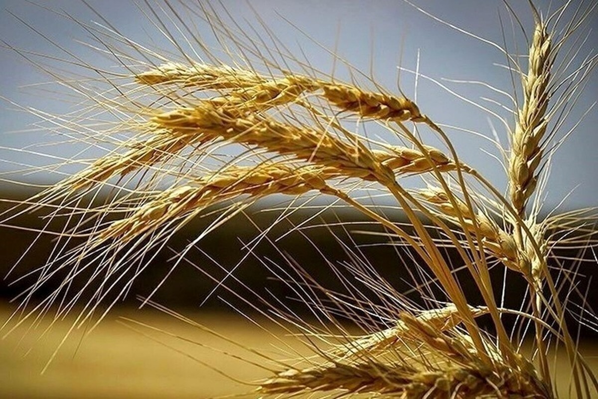 خرید بیش از نیم میلیون تن گندم توسط سازمان مرکزی تعاون روستایی ایران