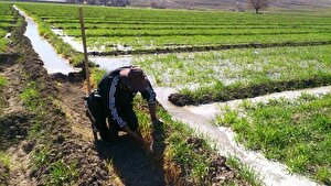 تاثیر کم‌آبی و مشکلات نظارتی بر تحقق الگوی کشت در ایران