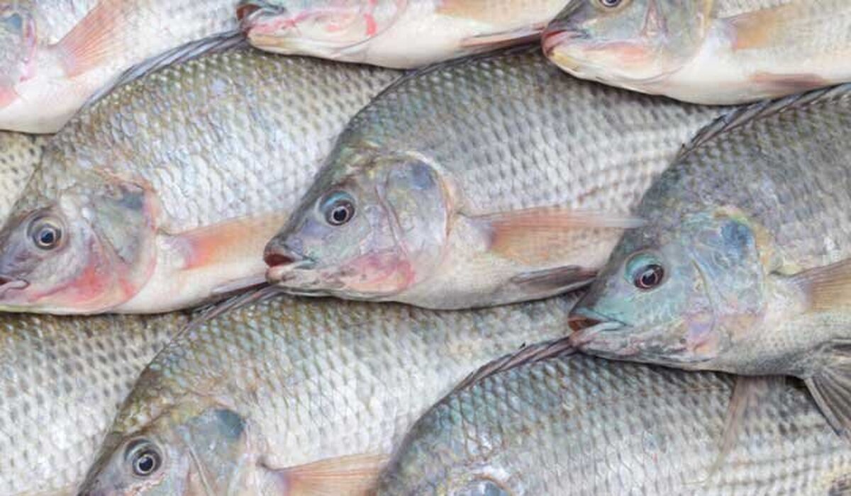 سرنوشت پرورش تیلاپیا به کجا رسید؟