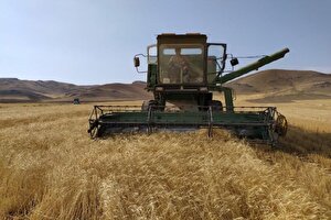 خشکسالی تولید گندم را کاهش داد