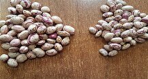 قیمت لوبیا چیتی ارزان شد