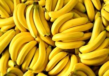 جزئیات سوءاستفاده از مجوزهای تکراری صادرات سیب برای واردات غیرقانونی موز