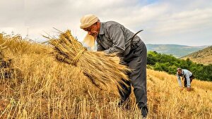 سیاست خرید تضمینی محصولات کشاورزی در بیراهه