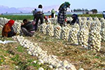 خرید تضمینی پیاز تا ۵ خرداد تمدید شد