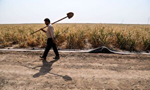 کشاورزی زیر فشار خاموشی‌های زودهنگام/ خسارت سنگین ناترازی به باغات و مزارع