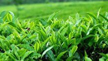 خودکفایی ۹۰ درصدی چای با انجام عملیات به زراعی محقق می‌شود