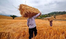 پیگیری پرداخت به‌موقع مطالبات گندم‌کاران در شورای اقتصاد