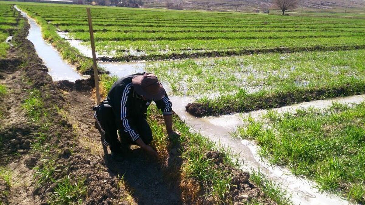 تاثیر کمآبی و مشکلات نظارتی بر تحقق الگوی کشت در ایران