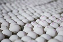 قیمت منطقی هر عدد تخم مرغ ۵ هزار و ۵۰۰ تومان است