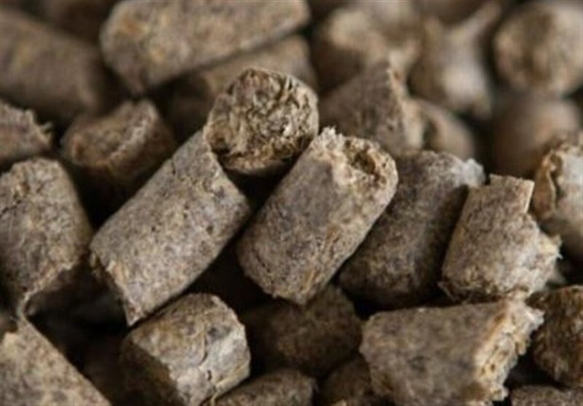 صادرات تفاله چغندر و نیشکر آزاد شد