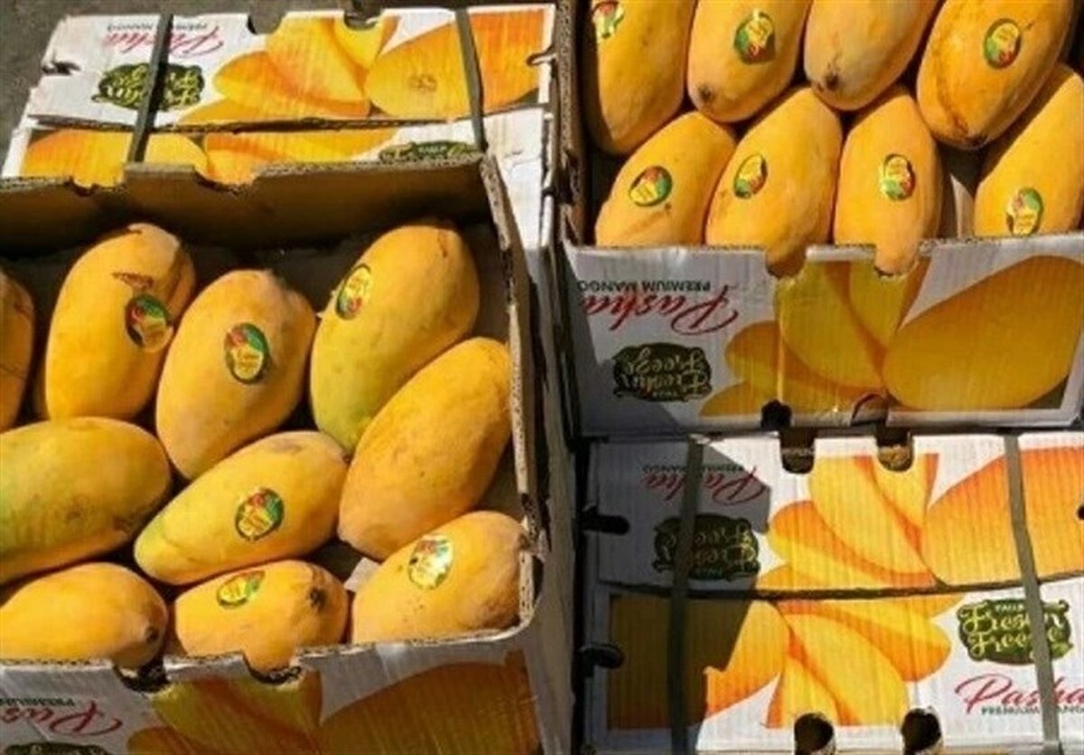 واردات انبه دوباره آزاد شد