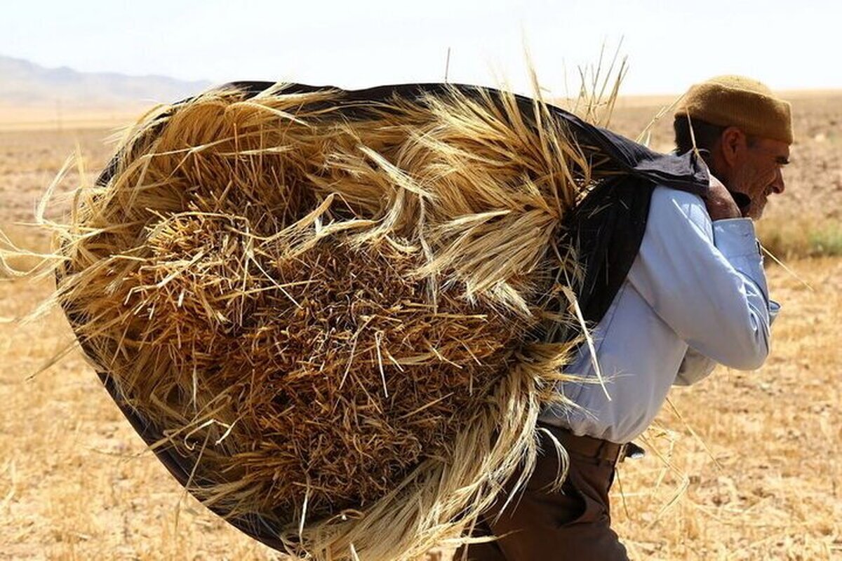 خلفوعده دولت در پرداخت پول گندمکاران
