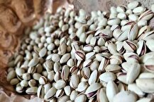 بازگشت اقتدار پسته ایرانی در بازار اروپا؛ فرصتی تازه برای دومین محصول صادراتی کشاورزی کشور