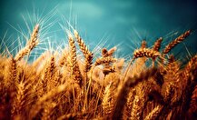 اصلاح قیمت گندم در گرو پذیرش دولت است
