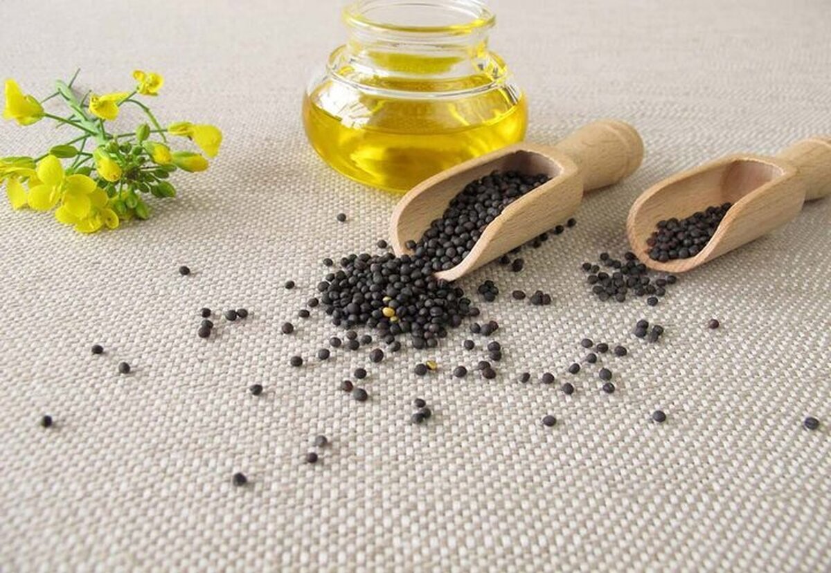 ایران در تولید دانههای روغنی ظرفیت خودکفایی دارد