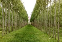 بیش از ۷ هزار هکتار اراضی ملی برای زراعت چوب در کشور شناسایی شد
