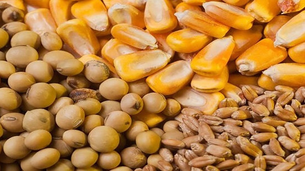 گله اتحادیه واردکنندگان نهادههای دامی در پرداخت مطالبات ارزی