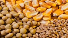 گله اتحادیه واردکنندگان نهاده‌های دامی در پرداخت مطالبات ارزی