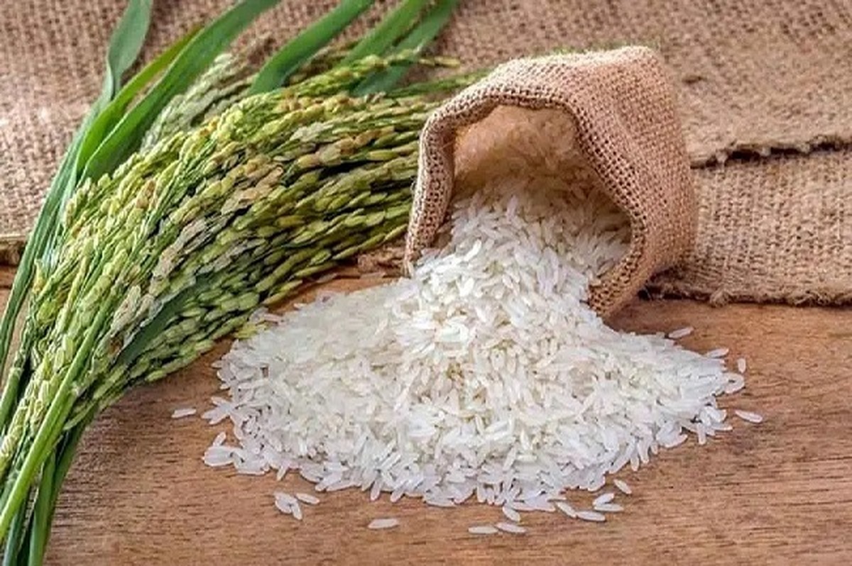 لغو ممنوعیت فصلی واردات برنج
