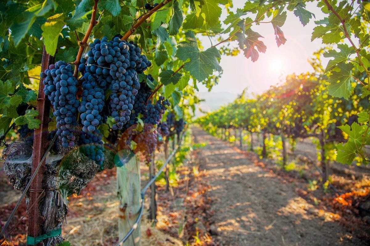 نبود نظارت و تنشهای اقلیمی دو لبه قیچی بر پیکر باغداران