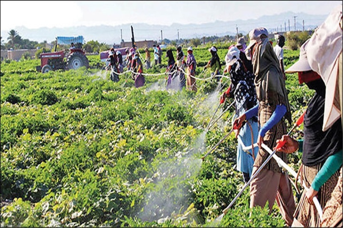 فرآیند اجرایی استانداردهای اجباری ۳۰ آفتکش بررسی شد